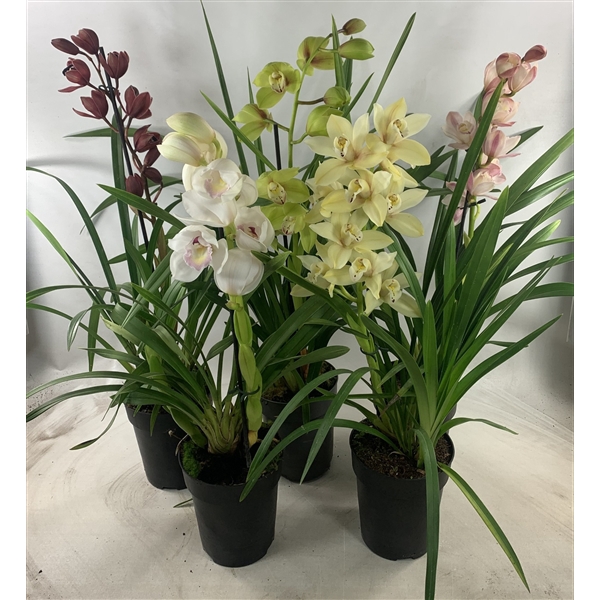 <h4>Cymbidium 1-tak mix</h4>