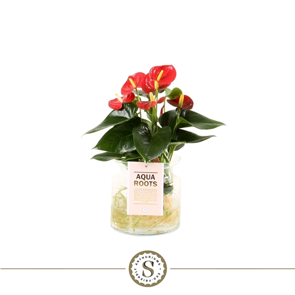 <h4>Aqua Roots Small Glas Red Champion</h4>