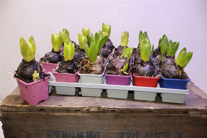 <h4>arr8 Hyacin Gem 5 Kl</h4>