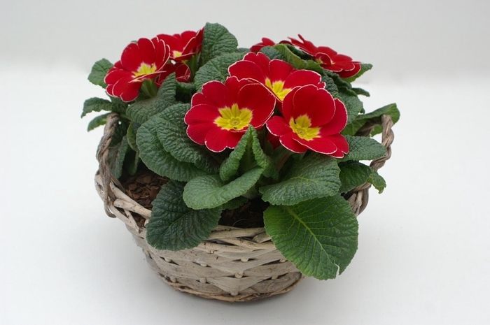 <h4>Primula Mand Rond</h4>