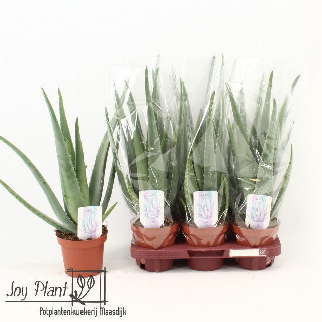 <h4>ALOE VERA</h4>