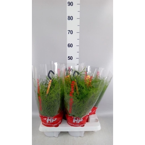 Rhipsalis baccifera 'Oasis'