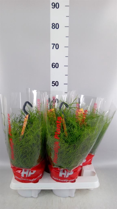 <h4>Rhipsalis baccifera 'Oasis'</h4>
