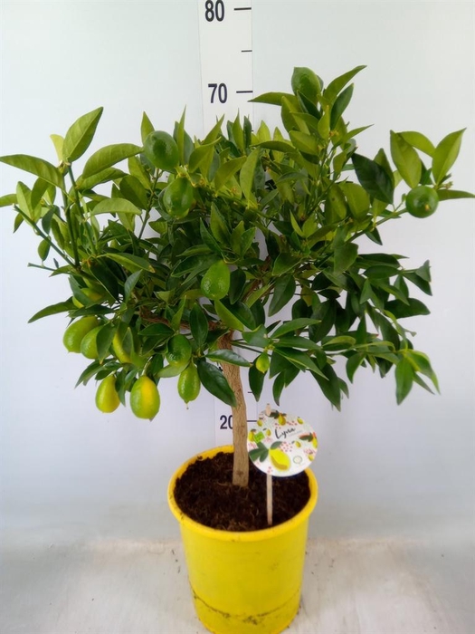 <h4>Citrofortunella floridana</h4>