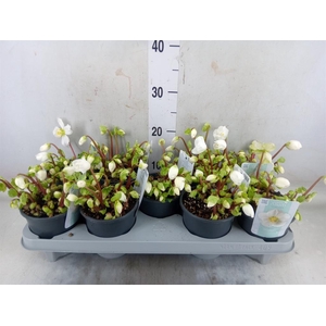 Helleborus niger 'Verb Beauty'