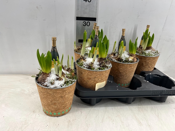 <h4>ARR BOL KNOLGEWAS</h4>