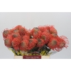Nutans Ayoba Pink Guava