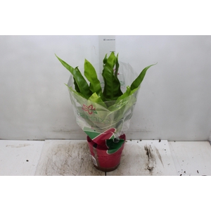 ASPLENIUM OSAKA LISO P19