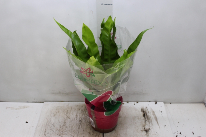 <h4>ASPLENIUM OSAKA LISO P19</h4>
