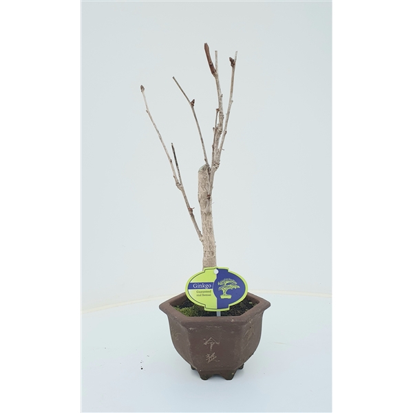 <h4>ginkgo biloba broom in hexagon pot</h4>