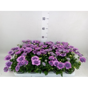 Osteospermum  '3D Pink'