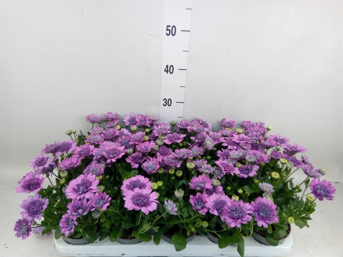 <h4>Osteospermum '3D Pink'</h4>