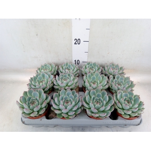 Echeveria   ...