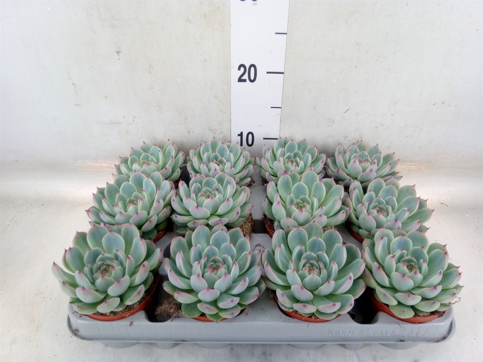<h4>Echeveria   ...</h4>