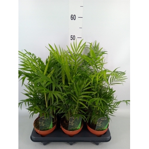 Chamaedorea elegans