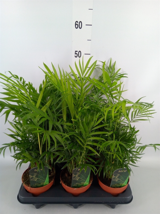 <h4>Chamaedorea elegans</h4>