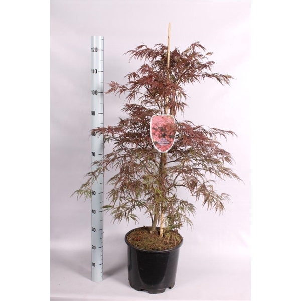 <h4>Acer pal. 'Garnet'</h4>