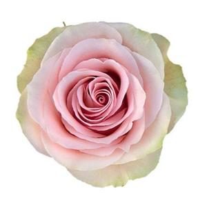 Rosa a grande fleur Frutteto