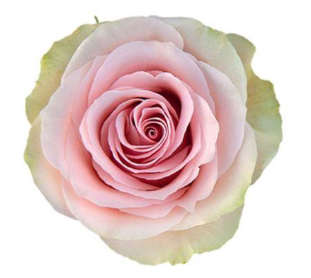 <h4>Rosa a grande fleur Frutteto</h4>