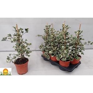 FIC NATAL SWEETHEART