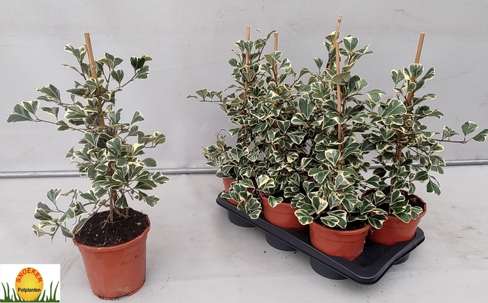 <h4>FIC NATAL SWEETHEART</h4>