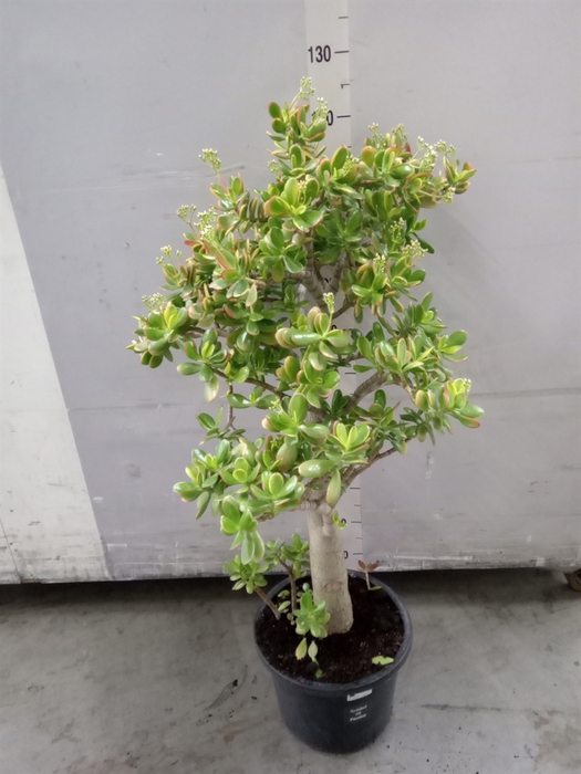 <h4>Crassula ovata 'Sunset'</h4>