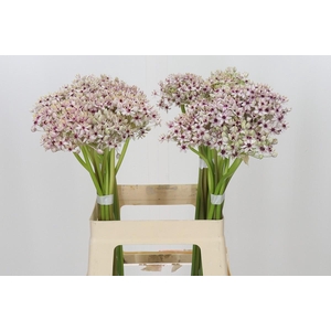 Allium Silverspring