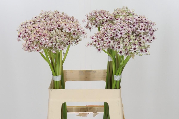 <h4>Allium Silverspring</h4>