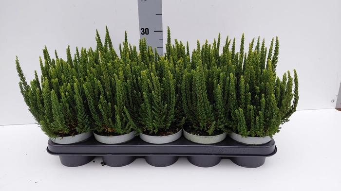 <h4>CALLU SKY VERONA</h4>