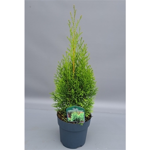 Thuja occidentalis 'Smaragd'