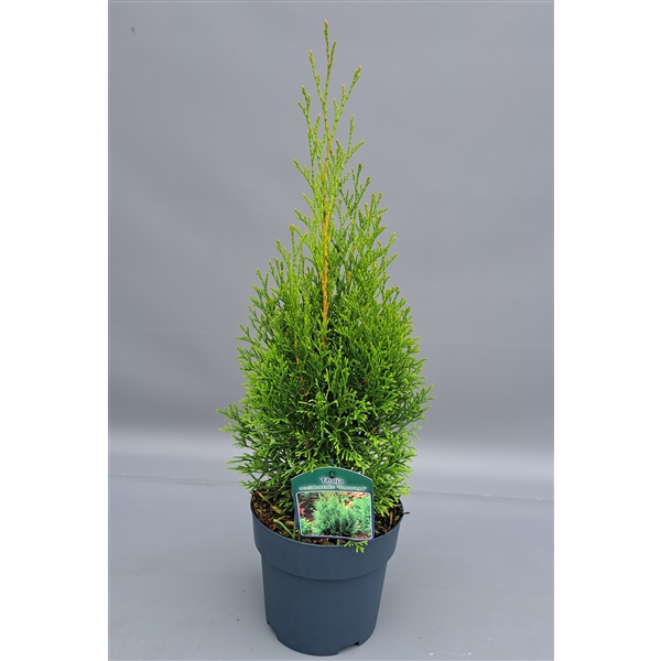 <h4>Thuja occidentalis 'Smaragd'</h4>