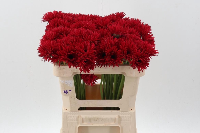 <h4>Ge Ms Punki Arthur</h4>