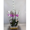 Phalaenopsis   ...