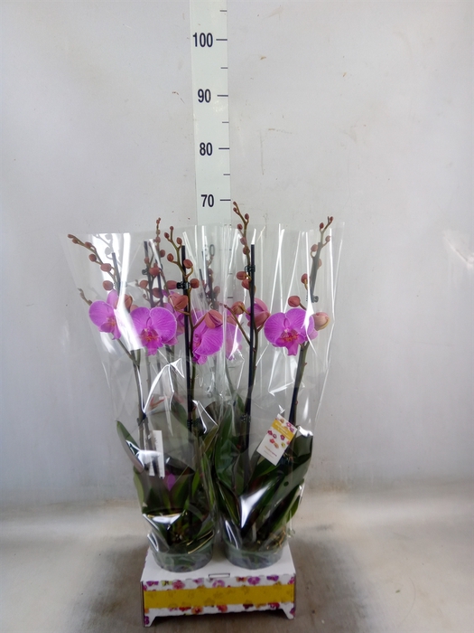 Phalaenopsis   ...