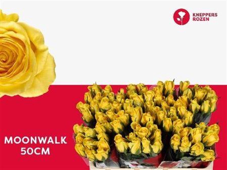 <h4>R Gr Moonwalk</h4>