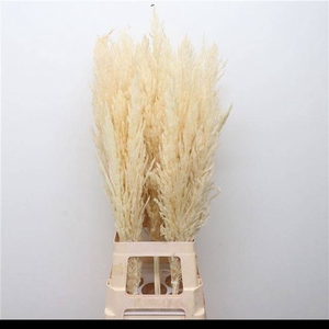 CORTA SELLOAN KLB H% WHITE = 14=