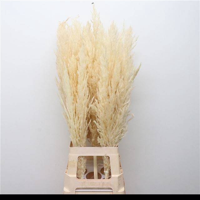 <h4>CORTA SELLOAN KLB H% WHITE = 14=</h4>