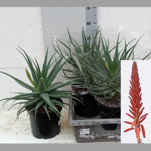 ALOE ARBORESCENS