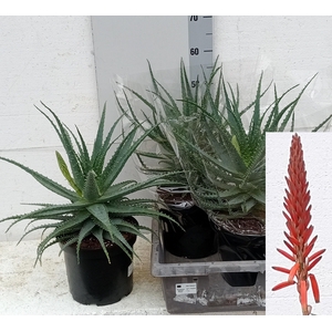 ALOE ARBORESCENS