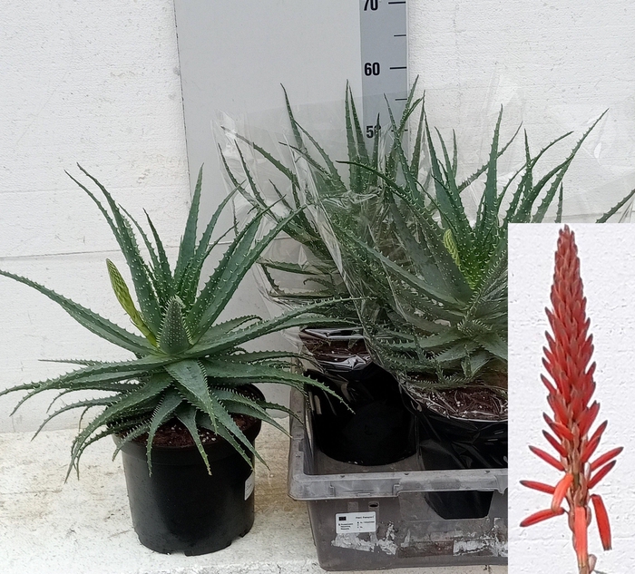 <h4>ALOE ARBORESCENS</h4>