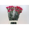 Dianthus St Bizet