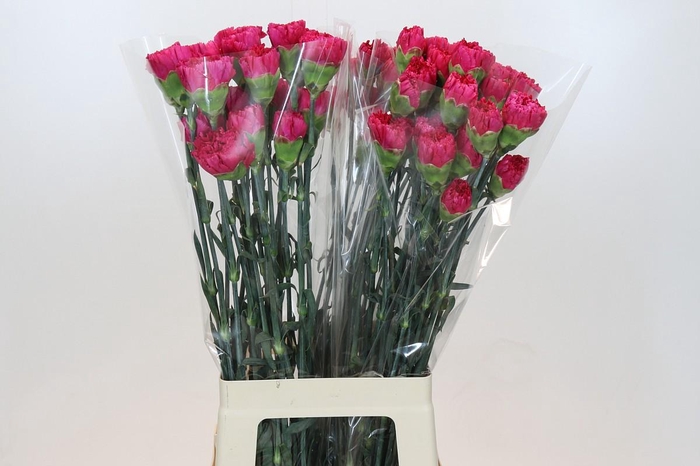 <h4>Dianthus St Bizet</h4>