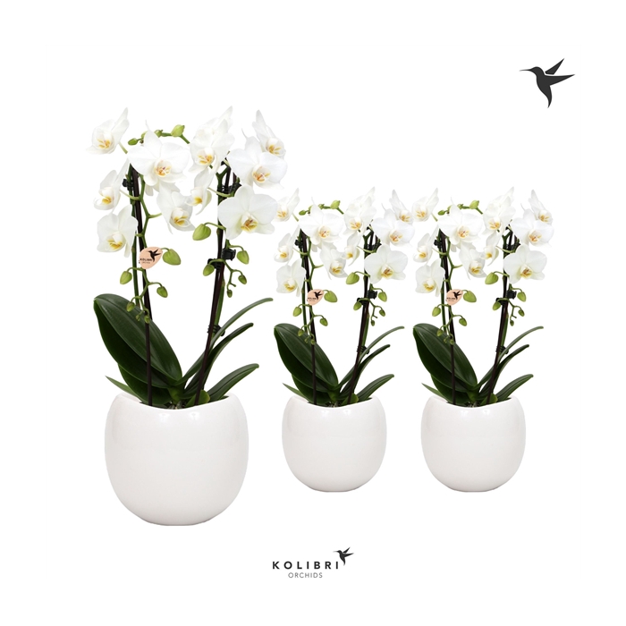<h4>Kolibri Orchids Niagara fall white 2 spike in Bowl pot</h4>