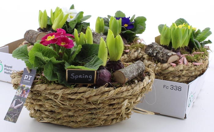 <h4>ARR PL IN SCHAAL</h4>