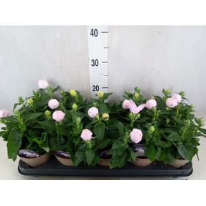 Platycodon grand. 'Astra Pink'