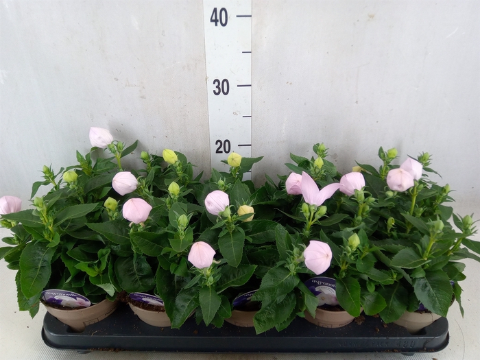 <h4>Platycodon grand. 'Astra Pink'</h4>