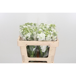 Matthiola Incana Overig White