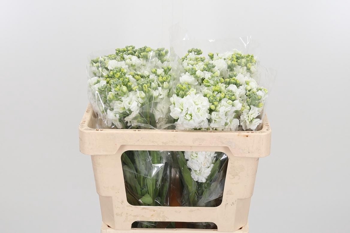 <h4>Matthiola Incana Overig White</h4>