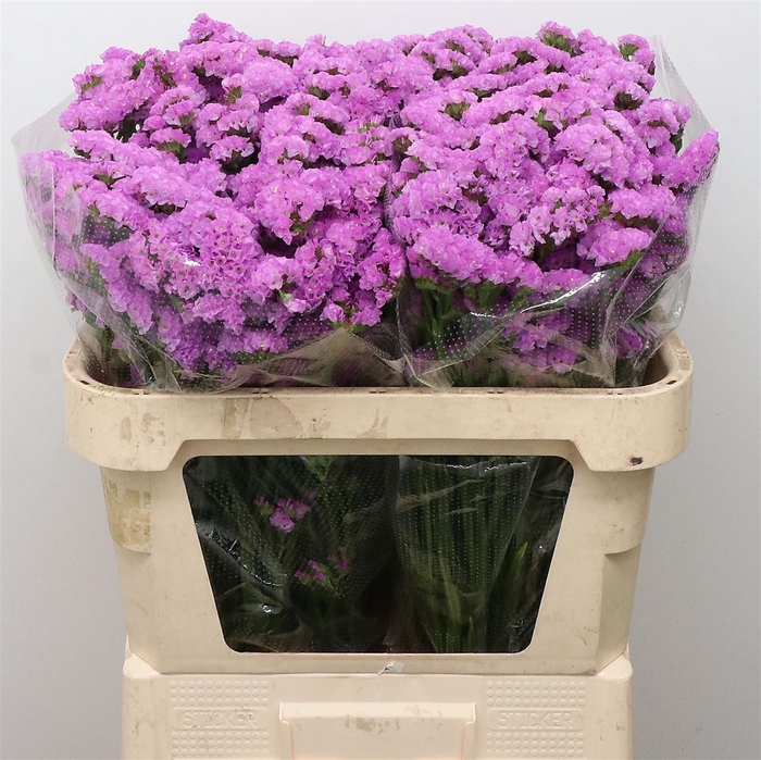 <h4>Limonium St Pink Birds X50</h4>