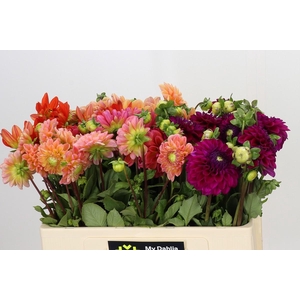 Dahlia Gemengd in fust